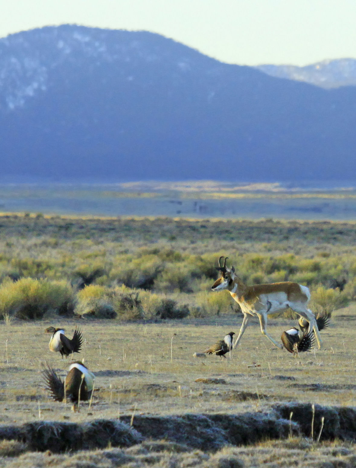 Sage Grouse